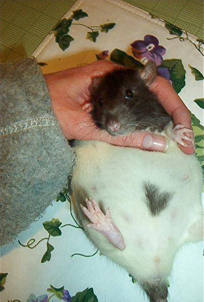 Сколько крыса рожает крысят за раз?