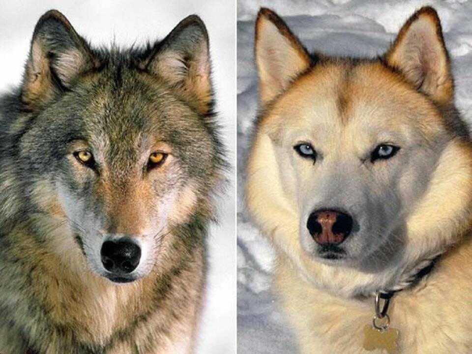 След волка: как отличить от следов собаки и в чем разница