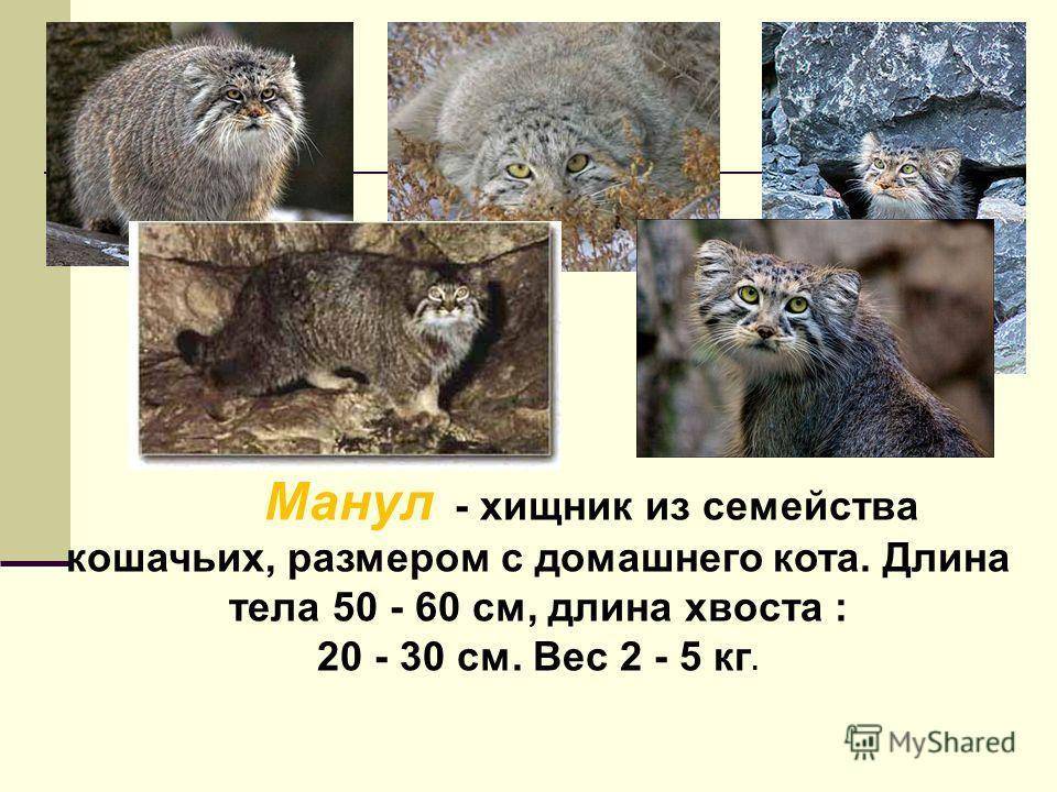 Манул: дикий степной охотник- среда обитания и красная книга россии +видео