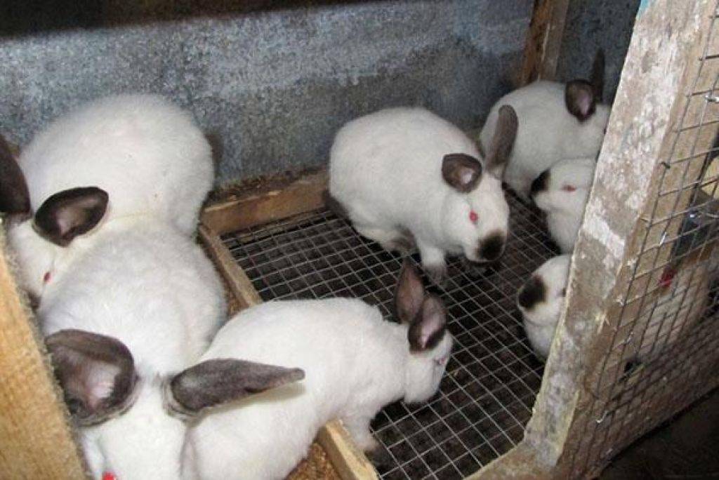 Разведение кроликов в домашних условиях для начинающих: выбор породы, способы содержания, размножение, борьба с основными заболеваниями