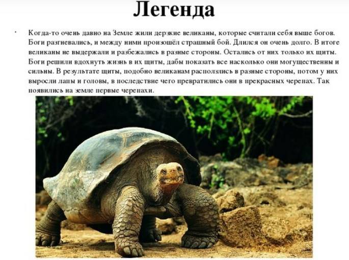 Самые интересные факты о черепахах