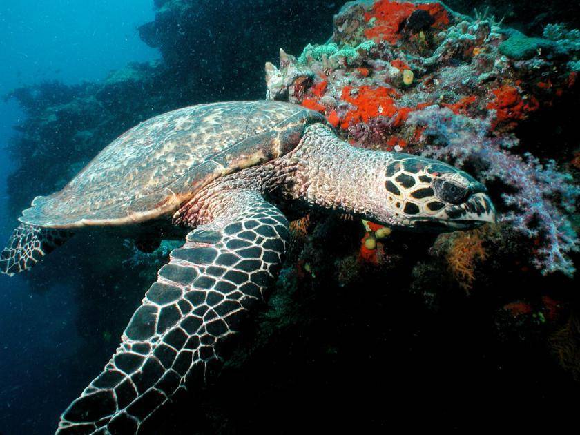 От быстрой черепахи до пятиметровых усов: самые необычные рекорды гиннесса