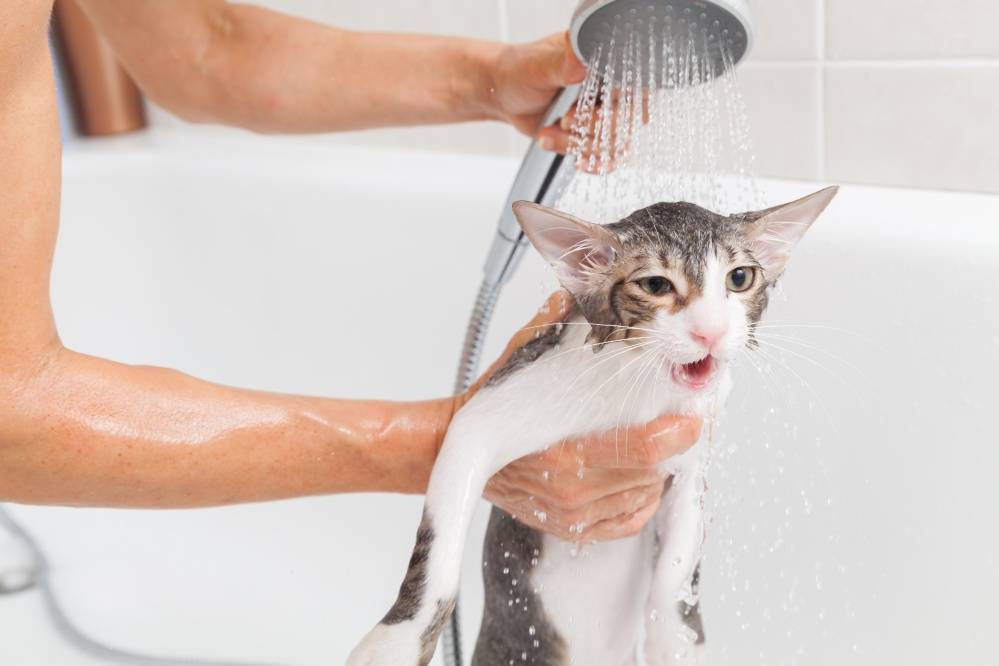Как правильно очистить кошку и чем — от клея, масла, лизуна