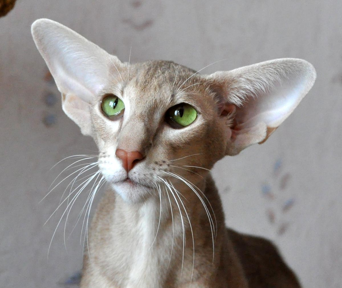 Породы кошек с большими ушами с фотографиями и названиями пород