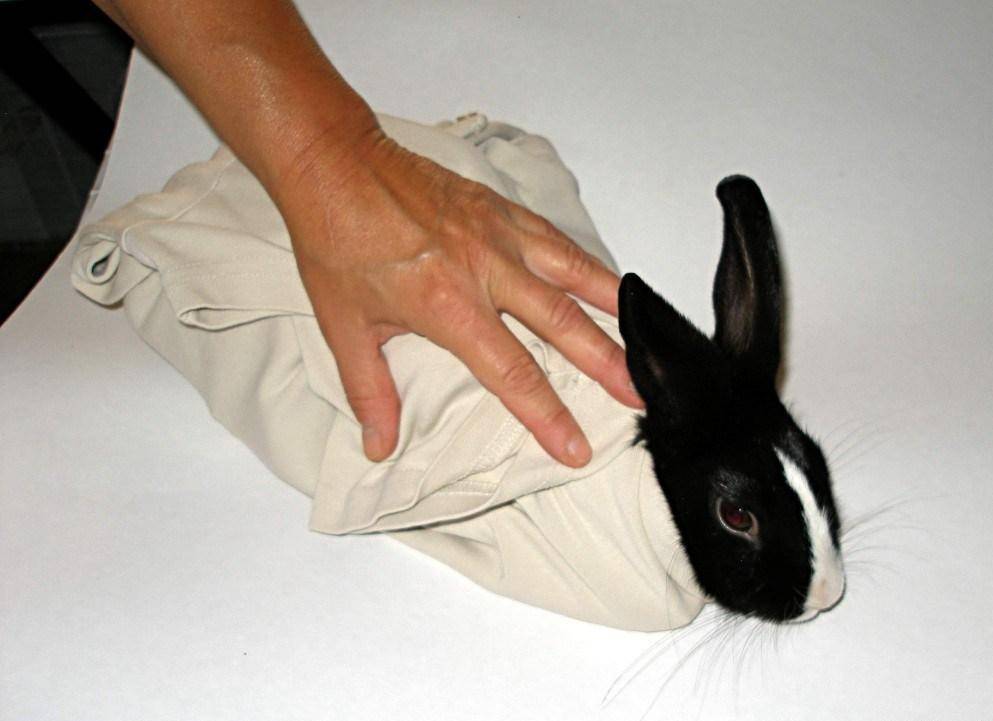Как стричь когти декоративному кролику|информационный портал о карликовых и декоративных кроликах