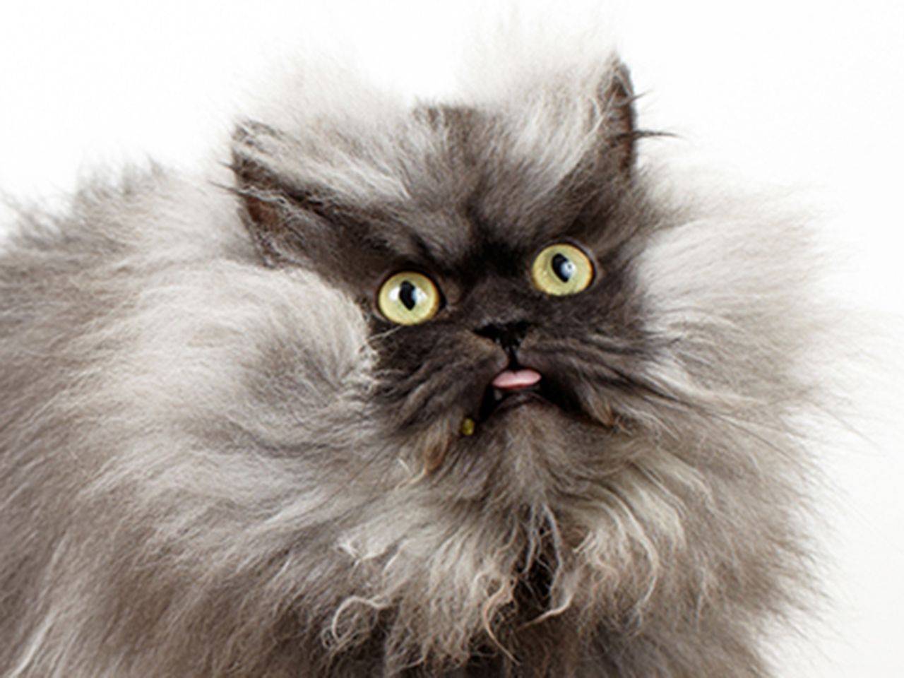 Пушистые кошки: 29 пород с фотографиями и описанием