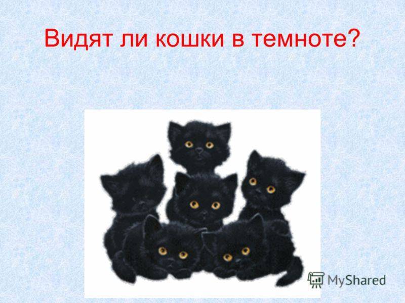 Мыши видят в темноте