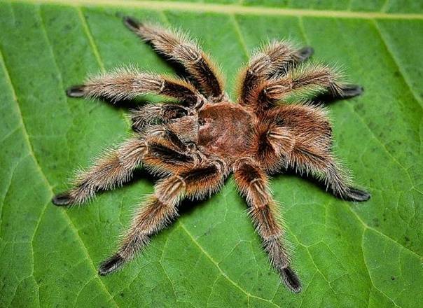 Особенности и опасность паука птицееда – как выглядит и где обитает в мире