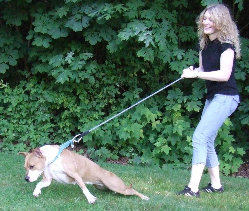 Как отучить собаку тянуть поводок: на прогулке, на улице, щенка или взрослую собаку