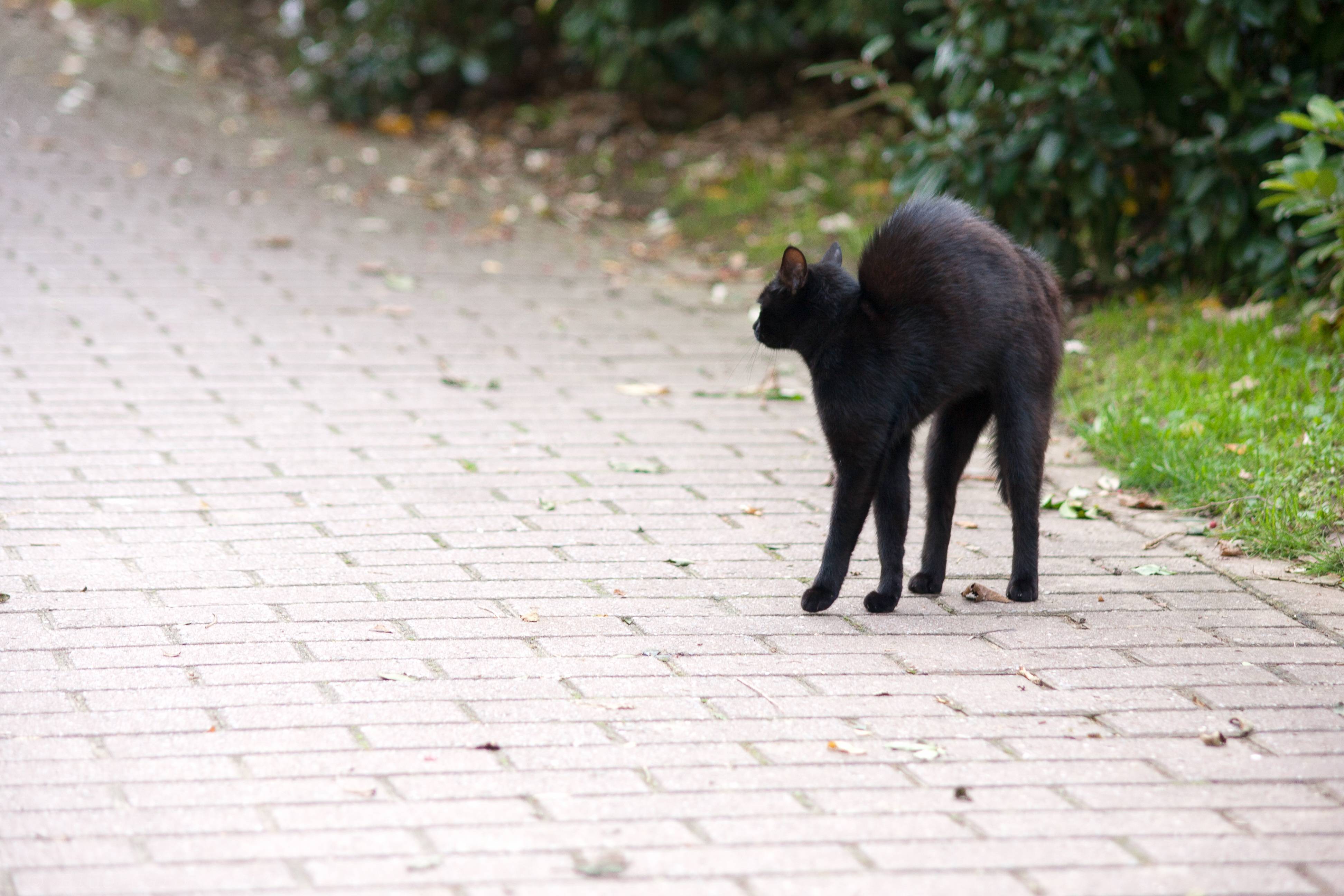 Черный кот в доме: хорошо или плохо, приметы и суеверия о черных питомцах