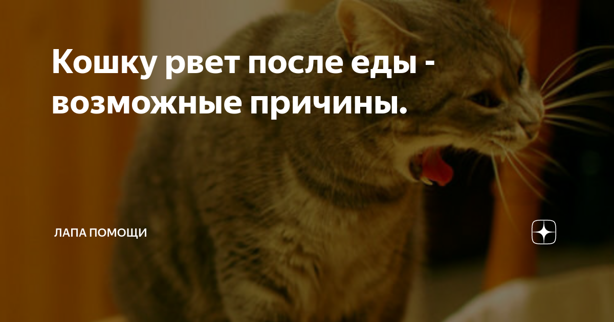 Почему кота рвет едой. Кошку тошнит после еды. У кошки рвота после еды причины. Кот рыгает едой причины.