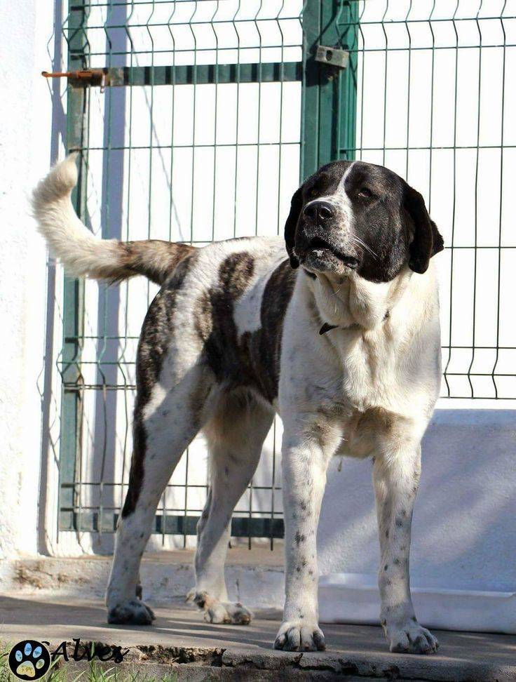В каких странах запрещены бойцовские собаки — сайт эксперта по животным — howmeow