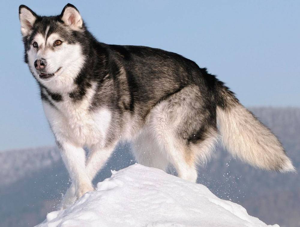Аляскинский маламут - 115 фото породистых собак и видео описание породы