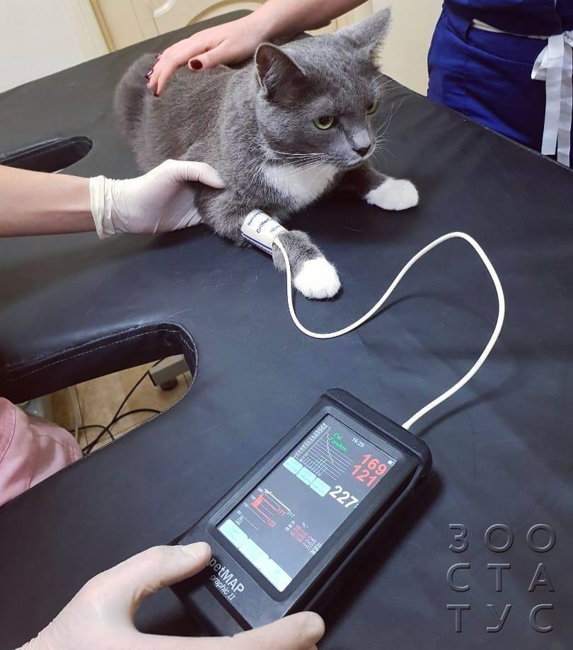 Эрозии и язвы роговицы у кошек и собак | офтальмологическое отделение ветеринарной клиники