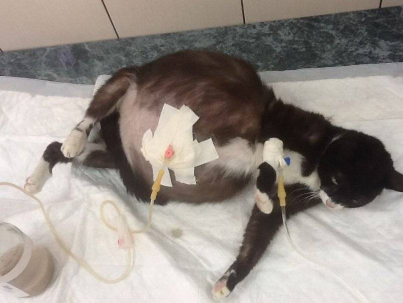 Пиометра у кошек: лечение без операции