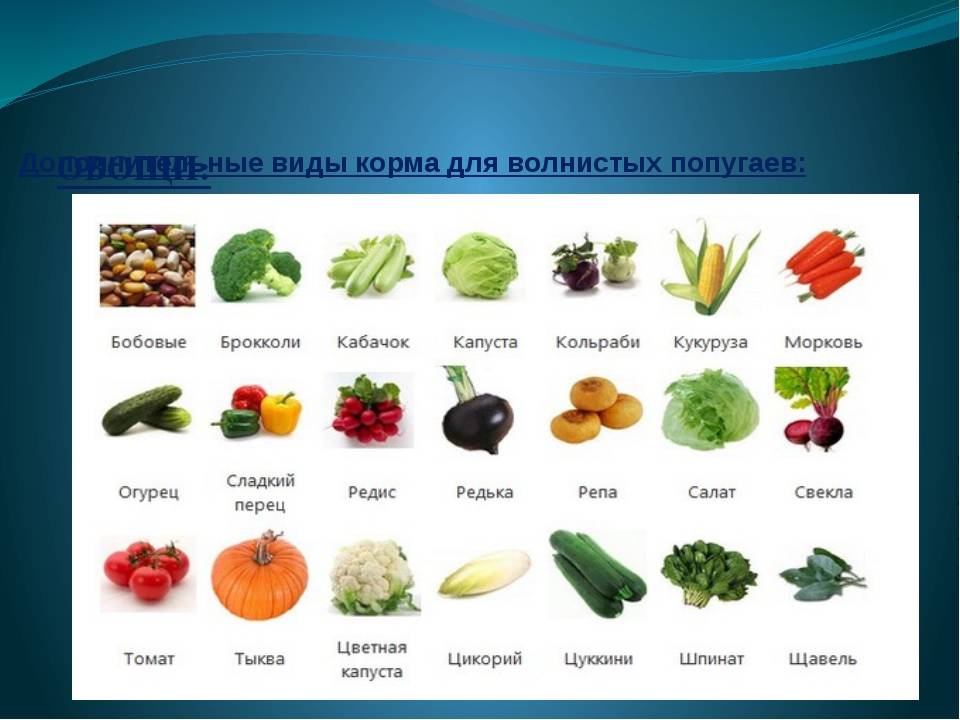 Овощи и фрукты для волнистого попугая: что можно?