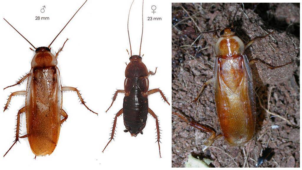 Особенности размножения тараканов: секрет плодовитости самки, полный цикл развития до взрослой особи, как замедлить распространение и избавиться от насекомых в квартире навсегда