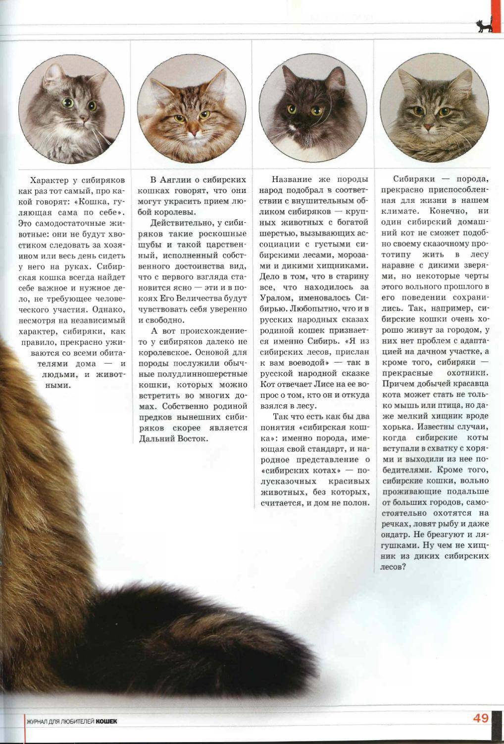ᐉ разведение сибирских котят: характеристика породы, правила ухода, фото котов - zoovet24.ru