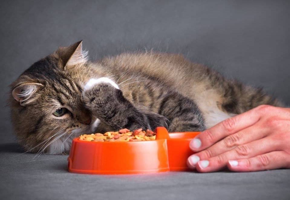 Как отучить кошку от сухого корма, что делать, если животное ест только его: эффективные способы и полезные советы, а также ошибки хозяев