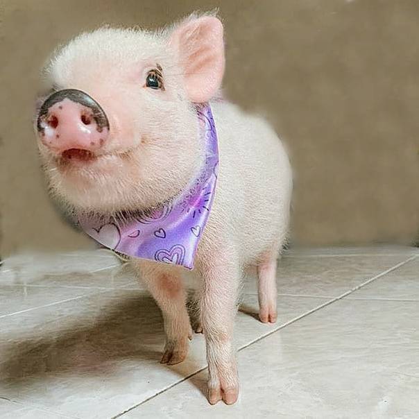 Мини-пиги – как вывели карликовых свиней, плюсы и минусы, правила содержания