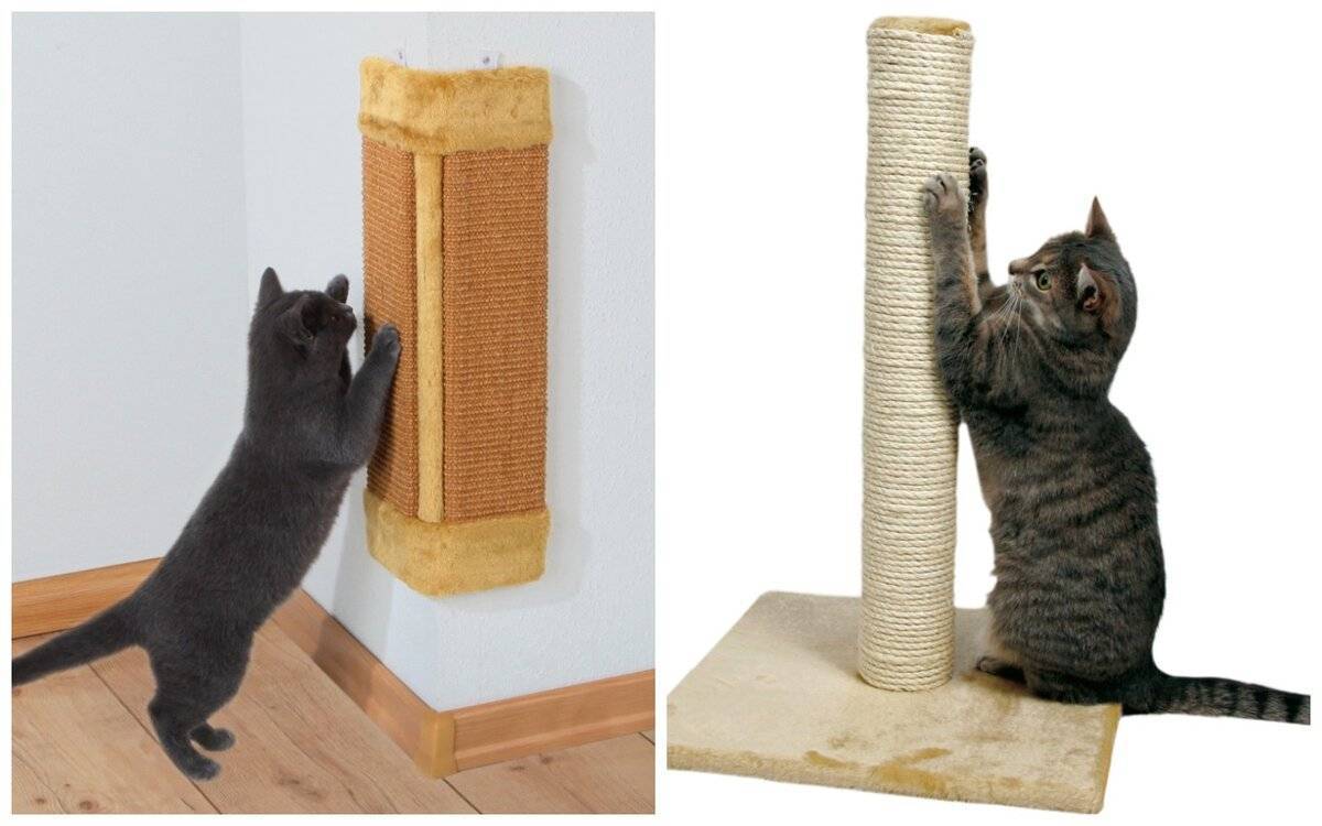 Как отучить кошку, кота, котенка драть, царапать мебель и обои