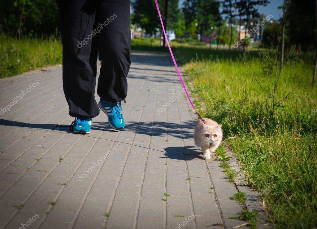 Нужно ли выгуливать домашнюю кошку на улице