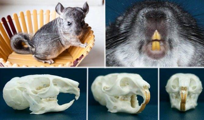 Особенности челюстей у крыс
