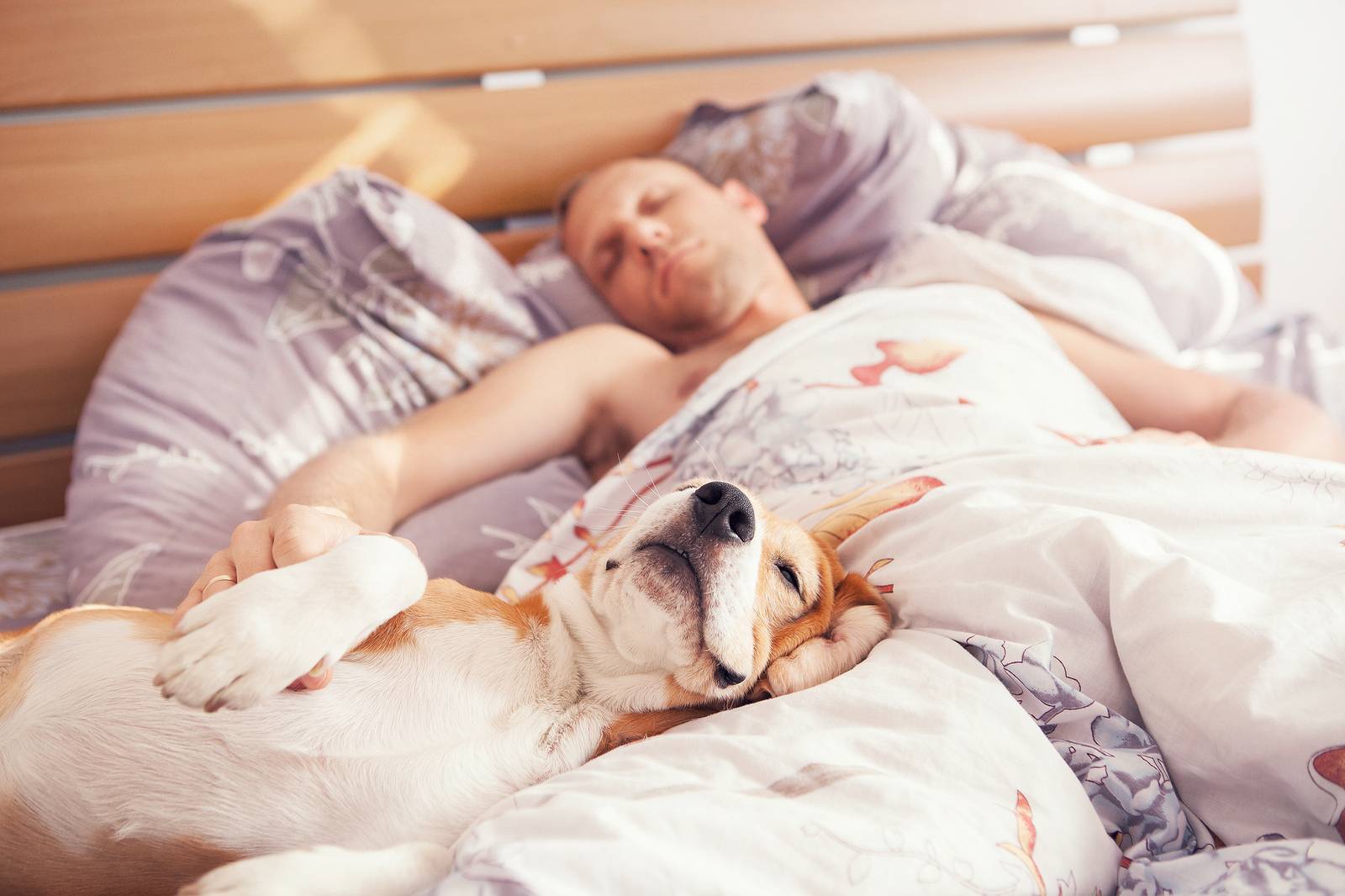 Собака спит в постели? плюсы и минусы совместного сна с собаками | littlepets