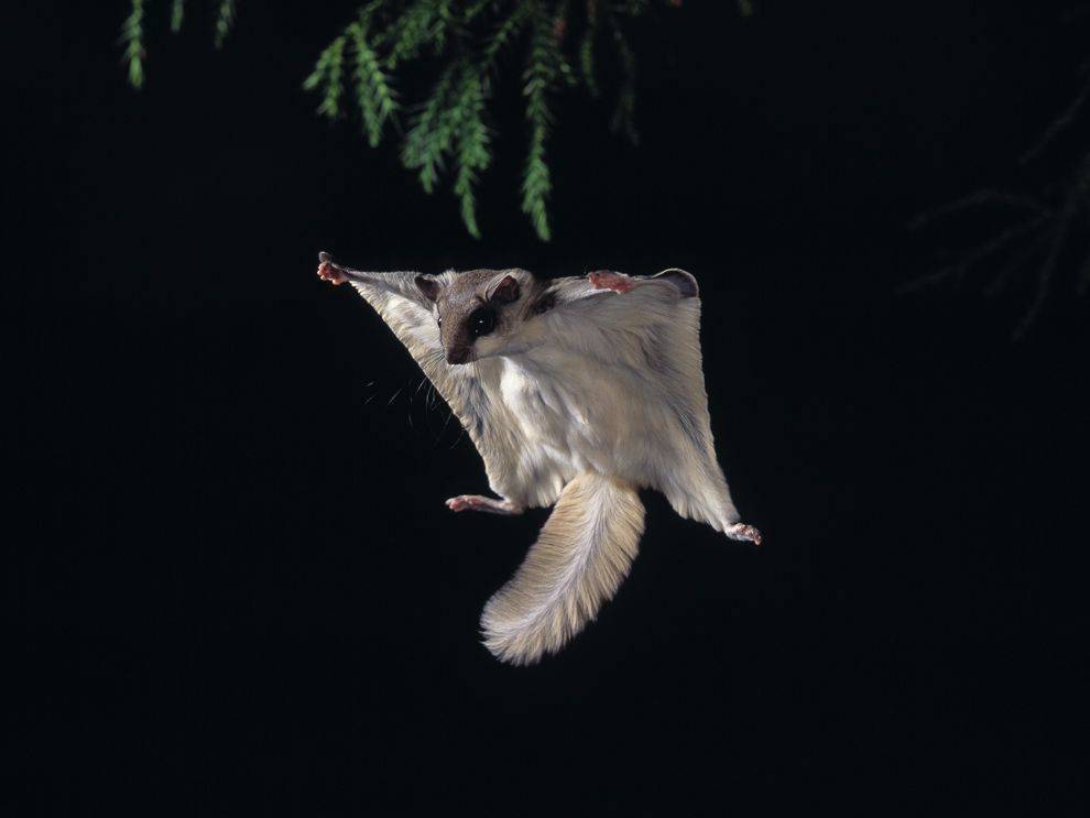 Домашняя белка-летяга