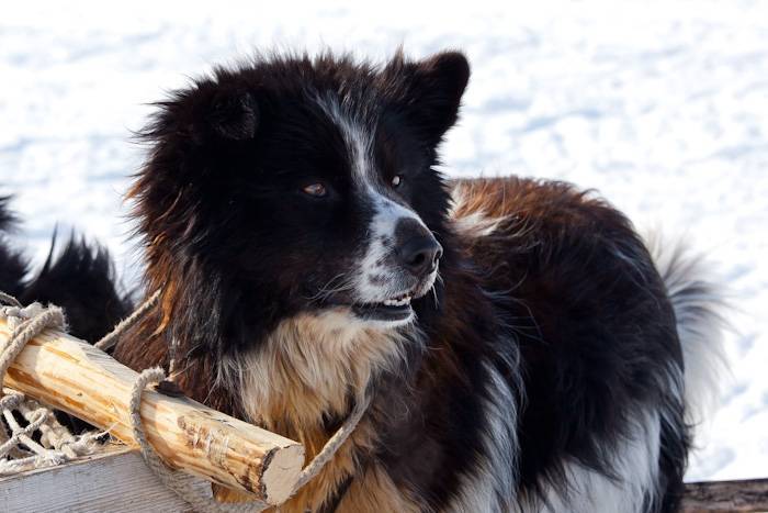 Ненецкая оленегонная лайка - породы лаек - собаководство - собственник
