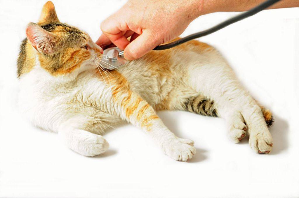 Кошки, отравление у кошек, симптомы, первая помощь и лечение отравления у кошки