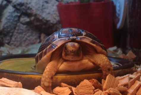 Можно ли красноухую черепаху держать без воды