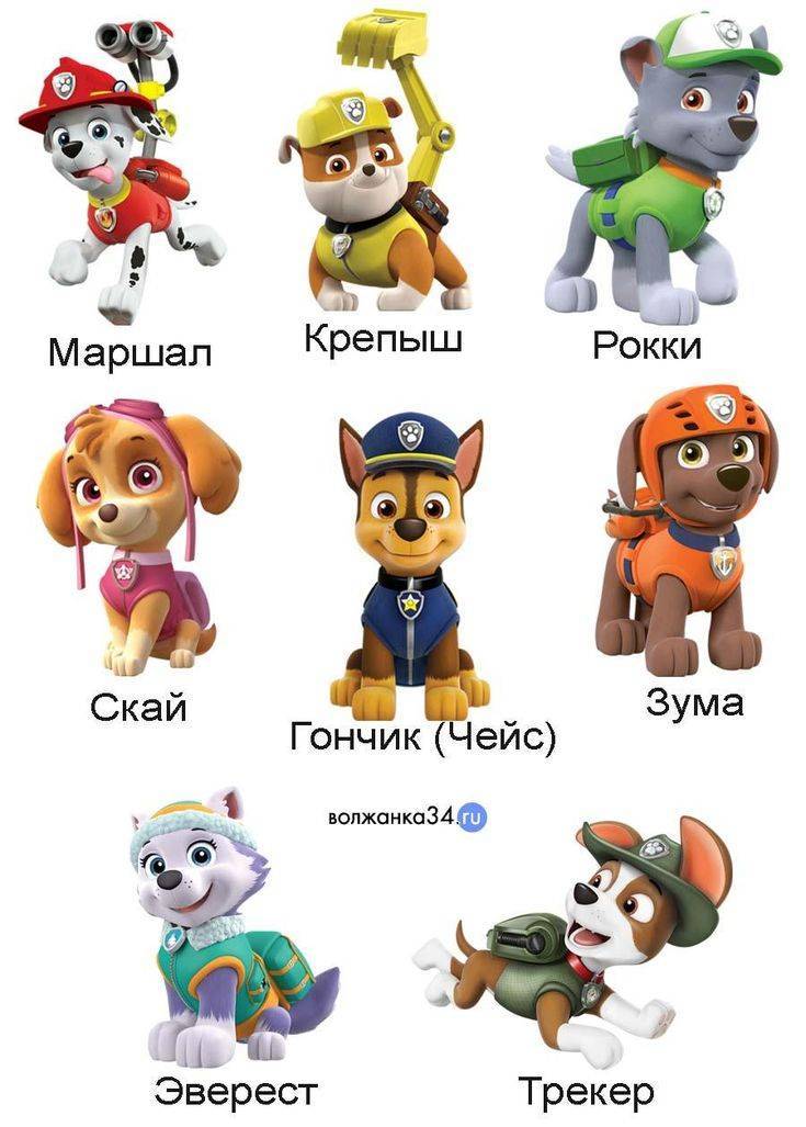Герои щенячьего патруля: их имена, порода и отличительные особенности