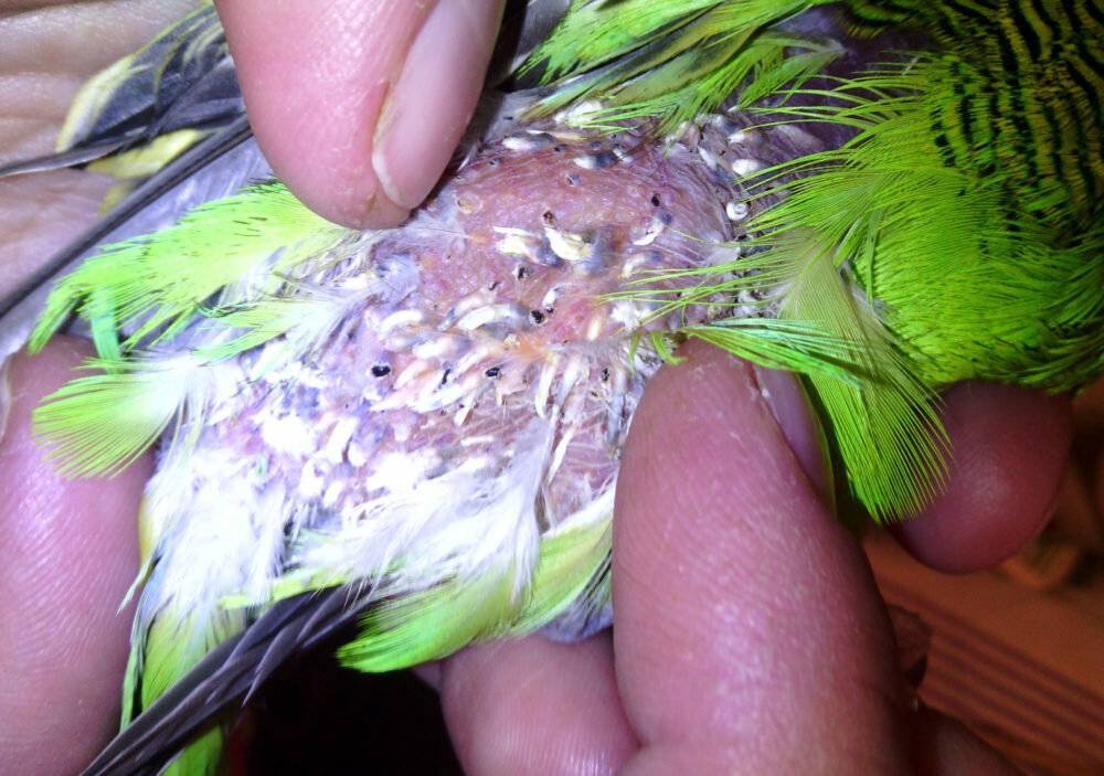 Аллергия на попугаев: причины, диагностика, симптомы и лечение у детей и взрослых