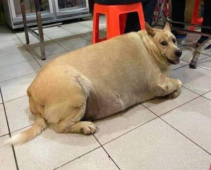 Обзор самых толстых собак в мире: какие породы могут быть жирными
