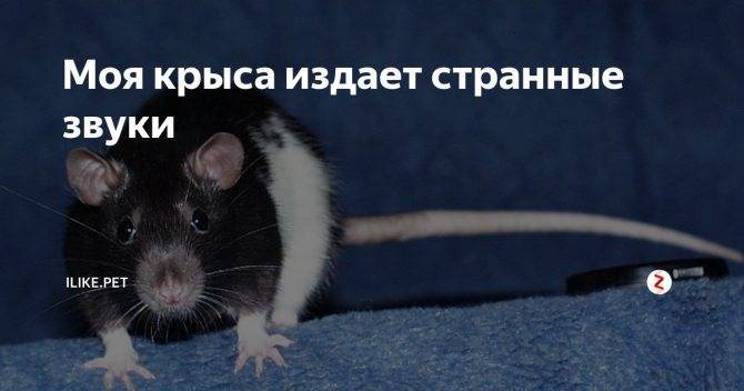 Что делать, если крыса тяжело дышит?