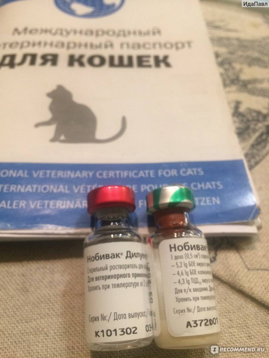 Линейка вакцин нобивак – надежная защита для вашей кошки