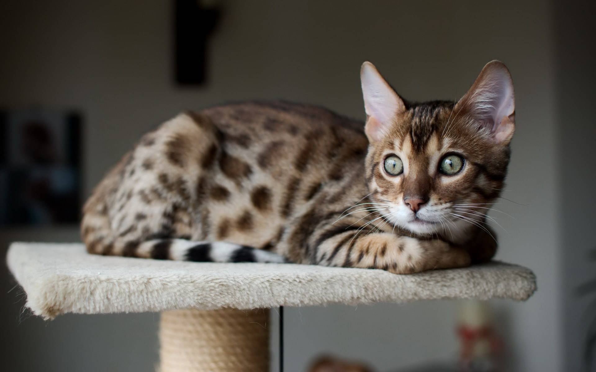 Пятнистая кошка с большими ушами порода фото