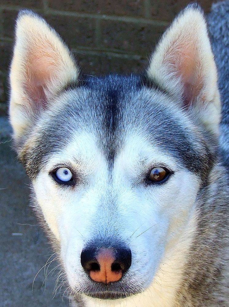 Как выглядят хаски с голубыми глазами и почему такой цвет встречается у этой породы собак с темным окрасом