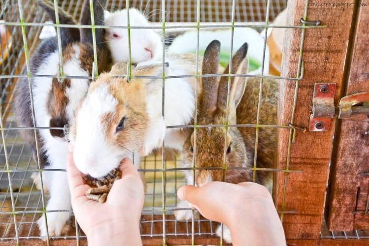 Разведение декоративных кроликов в домашних условиях для начинающих с нуля