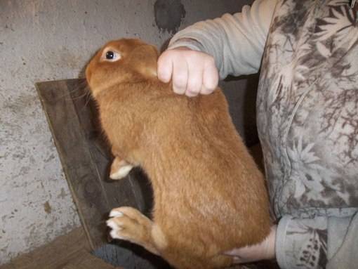 Как приручить кролика к рукам
