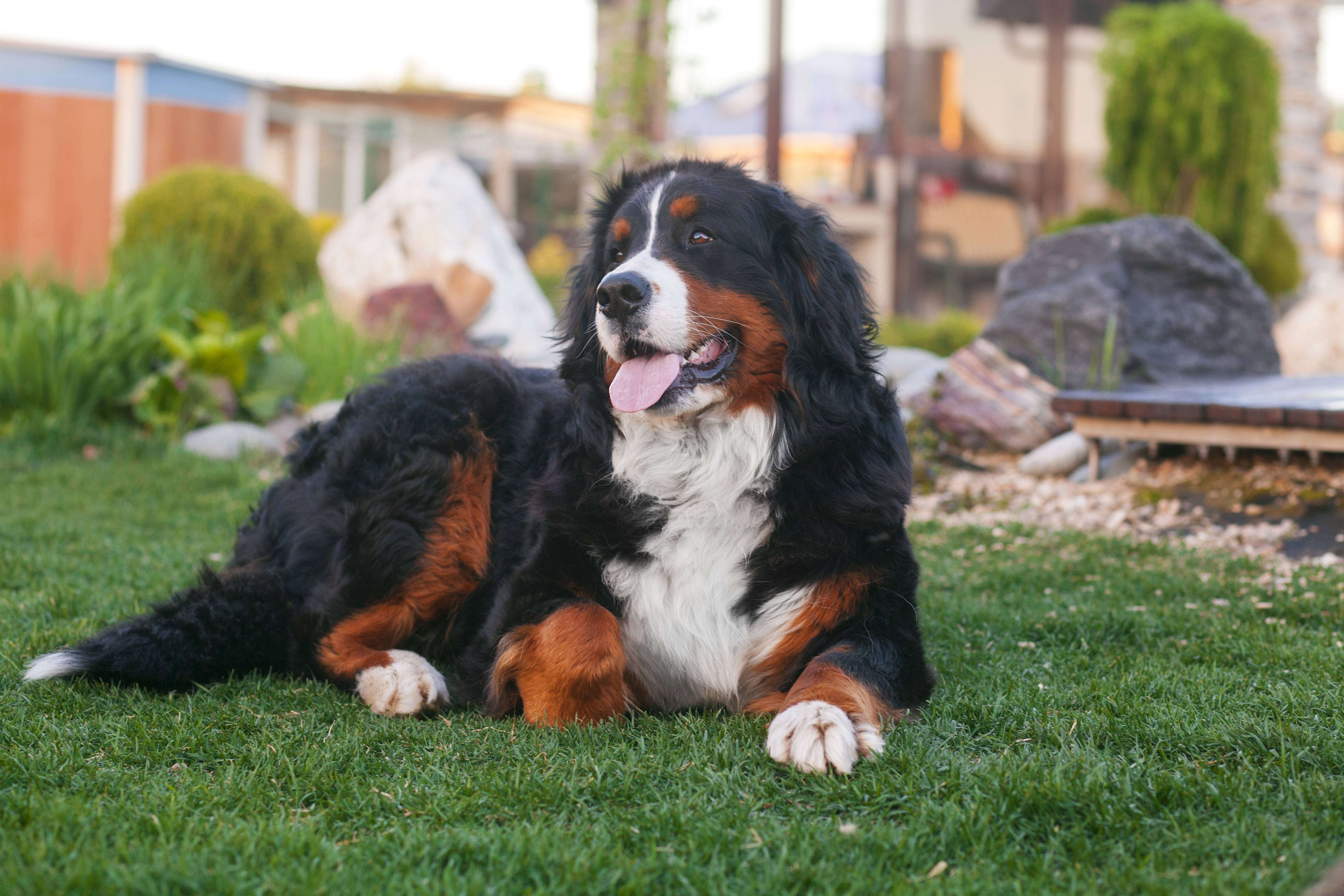 Порода собак бернский зенненхунд и ее характеристики с фото