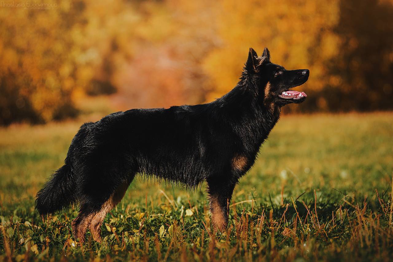 Пастушьи породы собак: фото, список с названиями и описанием