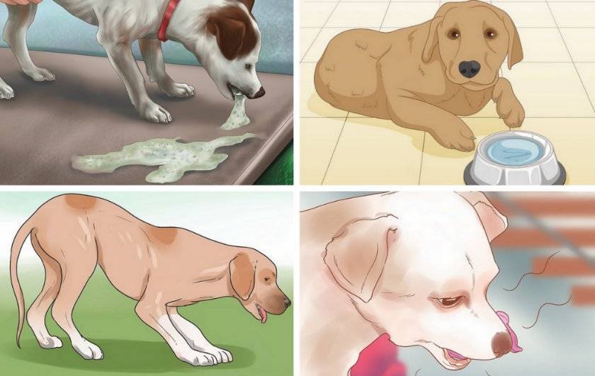Собаки, понос у собак, причины возникновения и способы лечения поноса  у собаки