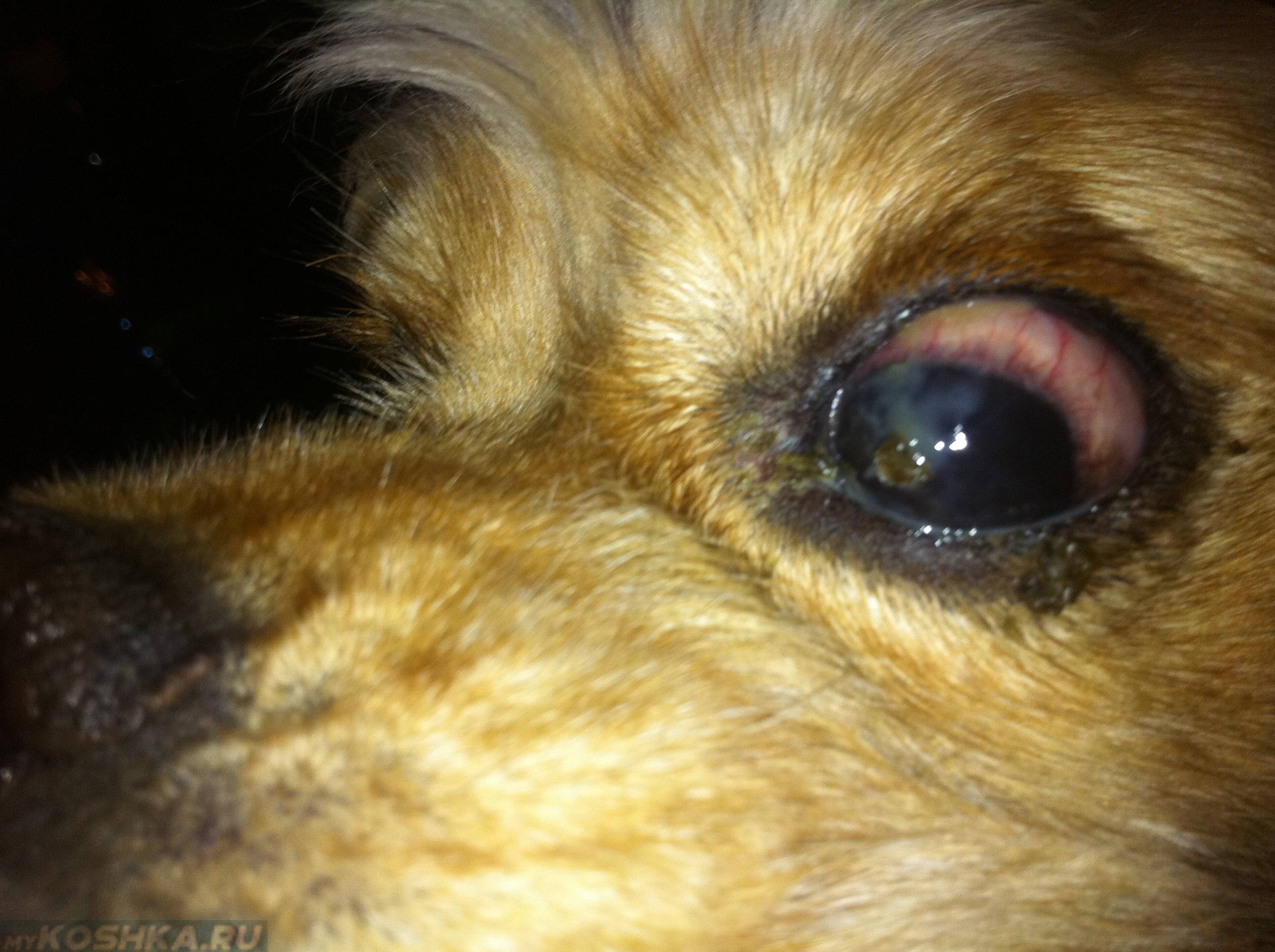 11 болезней глаз у собак: чем лечить, какие лекарствва давать в домашних условиях - kotiko.ru