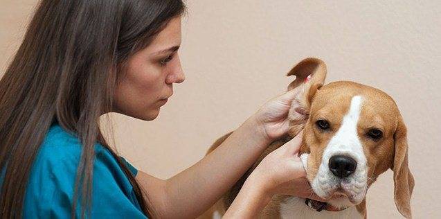 Собака трясет головой и чешет уши: причины, симптомы ушных заболеваний, лечение народными средствами