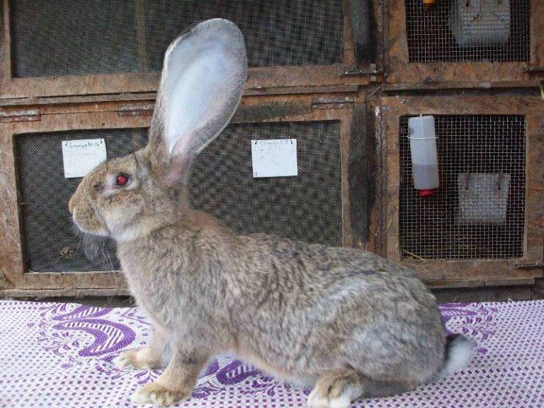 Порода кроликов ризен — описание и содержание