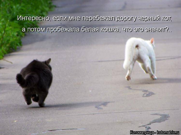 Что делать если кошка перебежала дорогу. Чёрная кошка перебежала дорогу. Черный кот перебегает дорогу. Кот переходит дорогу. Котята бегают.