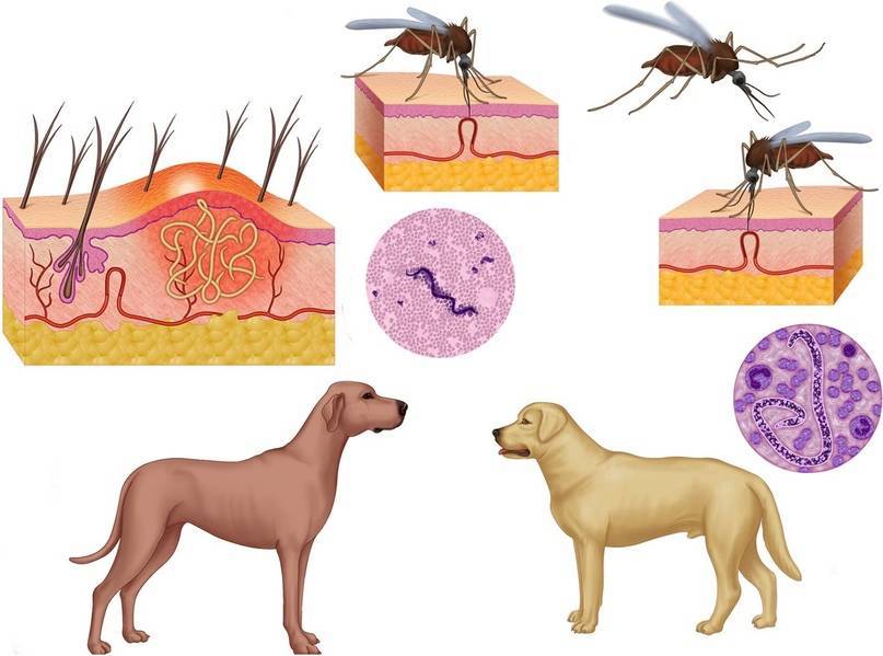 Кожные паразиты у собак: фото, симптомы и лечение