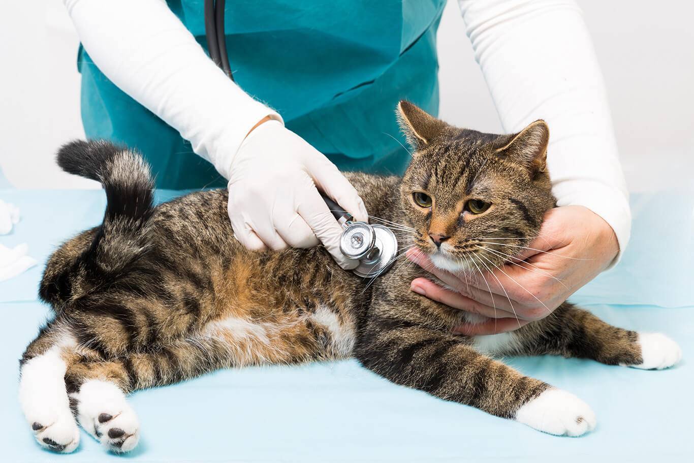 8 причин кровяных выделений у кошки - что делать